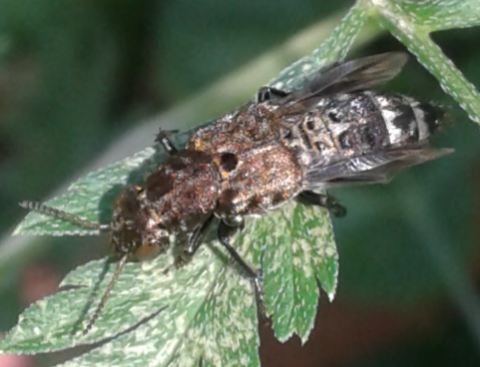 Staphylinidae : quale Ontholestes? Ontholestes murinus